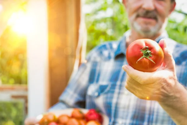 农民在农场拿着新鲜番茄的剪影 — 图库照片