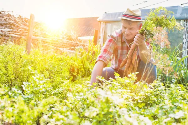 Ritratto Agricoltore Che Raccoglie Carote Fresche Azienda — Foto Stock