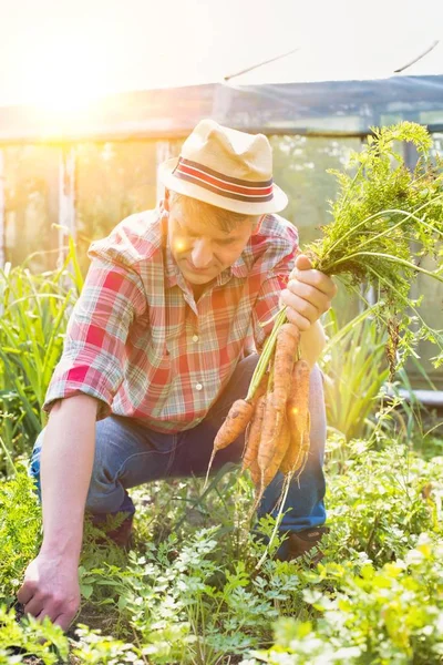 Ritratto Agricoltore Che Raccoglie Carote Fresche Azienda — Foto Stock