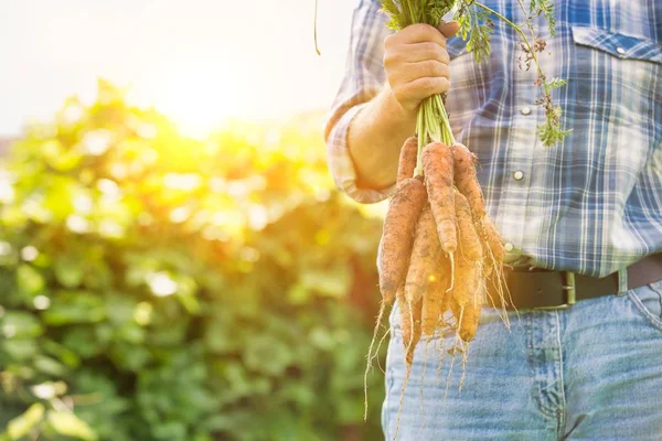 Immagine Ritagliata Dell Agricoltore Che Alleva Carote Biologiche Fresche Azienda — Foto Stock