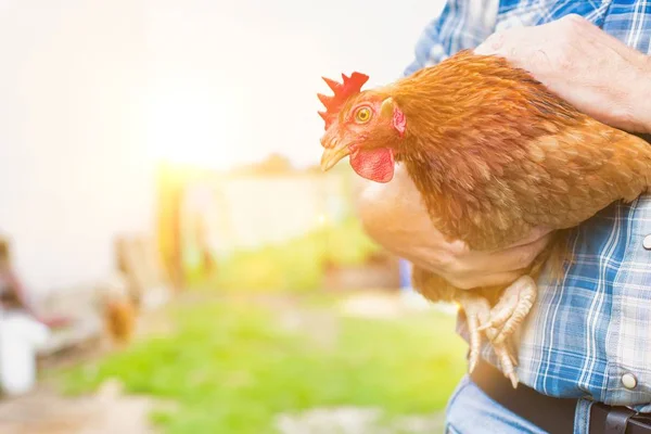 Cropped Image Farmer Holding Hen Farm — Stock Photo, Image