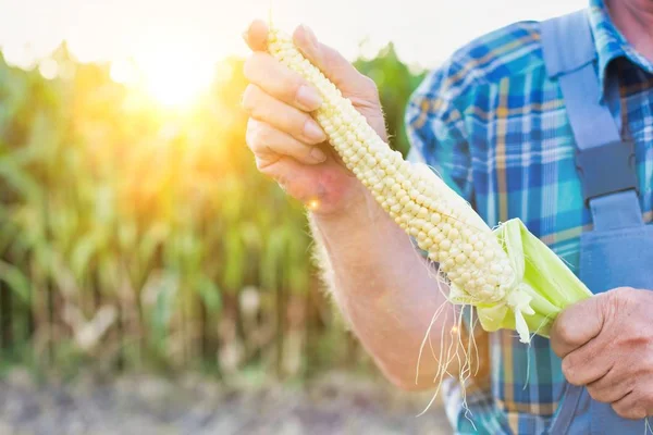 Cropped Image Farmer Examining Corn Farm Sky — Stock Photo, Image