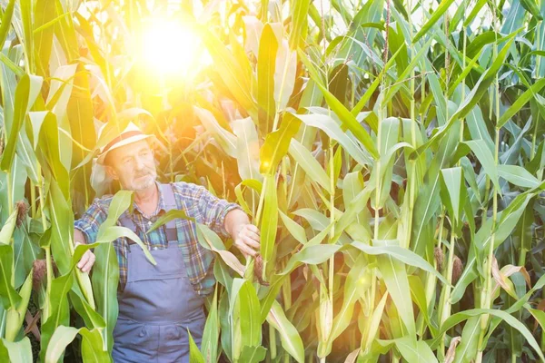 Agricoltore Che Esamina Calli Fattoria Contro Cielo — Foto Stock