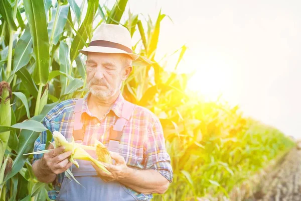 Landwirt Begutachtet Mais Auf Hof Gegen Den Himmel — Stockfoto