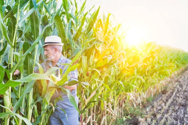 Farmer examining corns at farm against sky