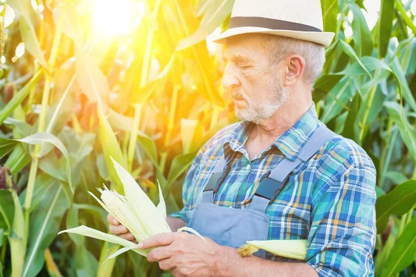 Agricoltore Che Esamina Calli Fattoria Contro Cielo — Foto Stock