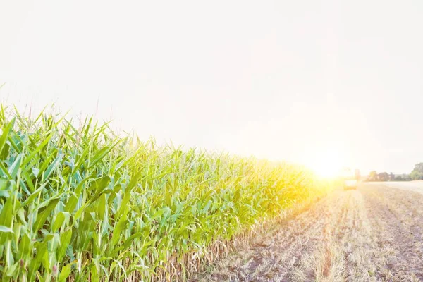 Foto Von Maisfeld Mit Gelbem Linsenblitz Hintergrund — Stockfoto