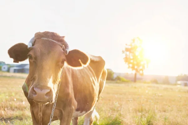 Vache Debout Sur Champ Herbeux Ferme Pendant Journée Ensoleillée — Photo