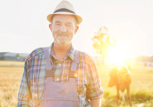 Portret Van Senior Boer Permanent Tegen Koe Veld Boerderij — Stockfoto