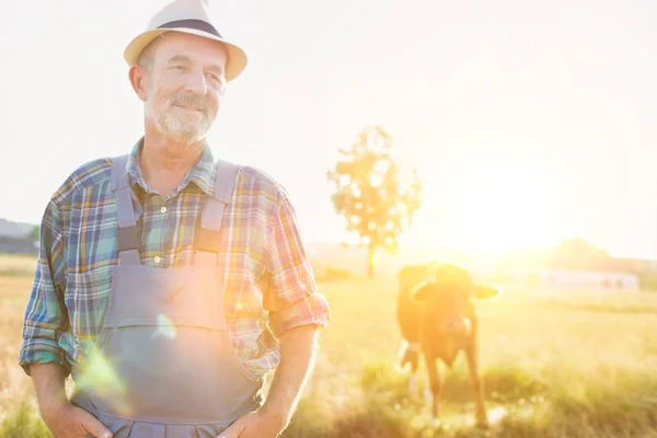 Retrato Del Agricultor Senior Frente Vaca Campo Granja — Foto de Stock