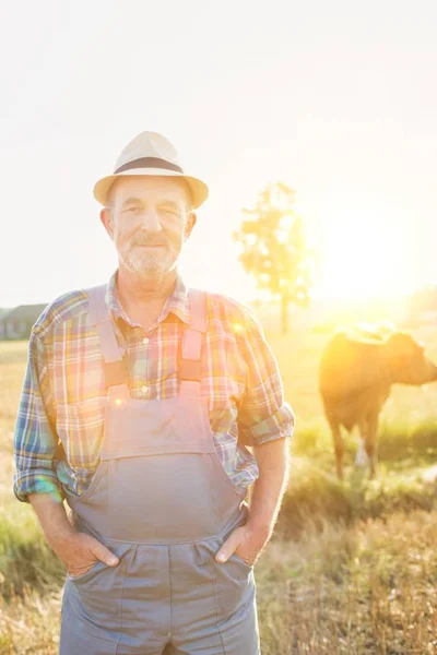 Retrato Del Agricultor Senior Frente Vaca Campo Granja — Foto de Stock