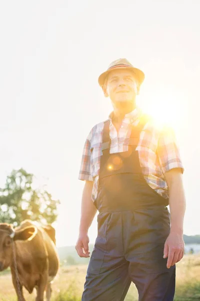 Πορτραίτο Του Γεωργού Που Στέκεται Κατά Της Αγελάδας Στο Αγρόκτημα — Φωτογραφία Αρχείου