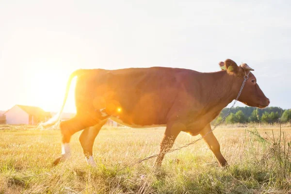 Αγελάδα Στέκεται Πάνω Χορτώδους Πεδίο Στο Αγρόκτημα Κατά Διάρκεια Της — Φωτογραφία Αρχείου
