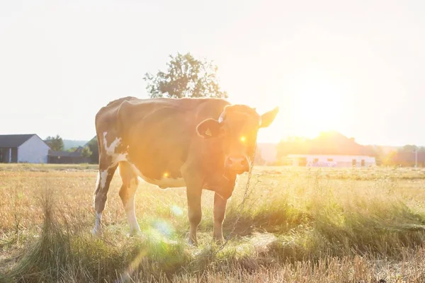 Mucca Piedi Sul Campo Erboso Fattoria Durante Giornata Sole — Foto Stock