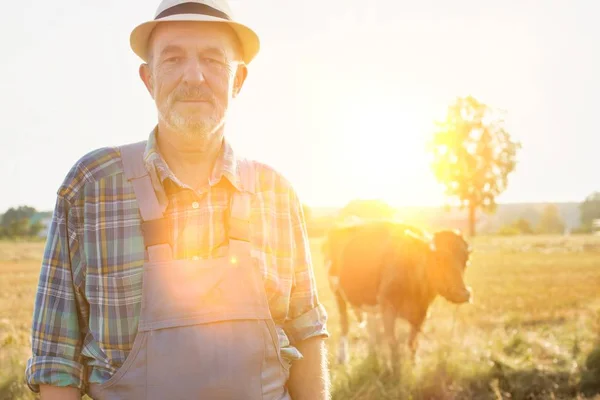 Retrato Del Agricultor Senior Frente Vaca Campo Granja — Foto de Stock