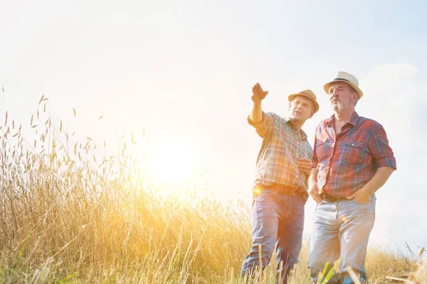 Landbouwers Die Oogst Het Veld Inspecteren Met Tarwegewassen — Stockfoto