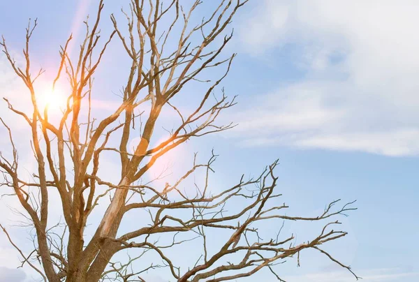 Baum Ohne Blätter Herbst Winterszene Mit Einer Starken Sonnigen Gelb — Stockfoto