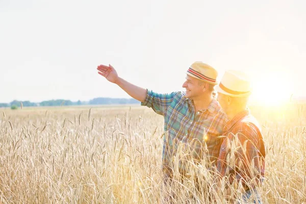 Coltivatori Che Ispezionano Raccolto Campo Con Colture Frumento — Foto Stock