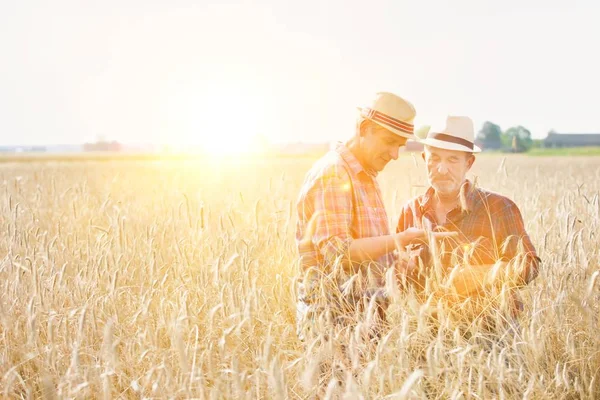 Landbouwers Die Oogst Het Veld Inspecteren Met Tarwegewassen — Stockfoto