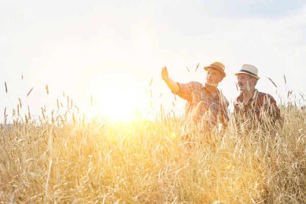 Farmers Inspecting Harvest Field Wheat Crops — Stock Photo, Image