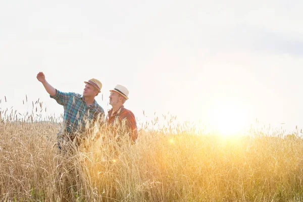 Farmers Inspecting Harvest Field Wheat Crops — Stock Photo, Image