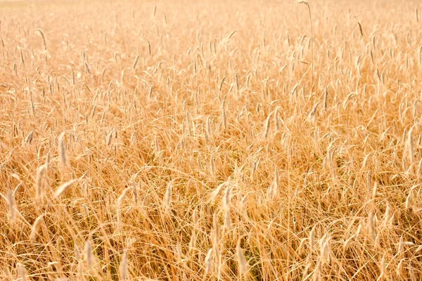 Поле Органической Пшеницы Летом Никого — стоковое фото