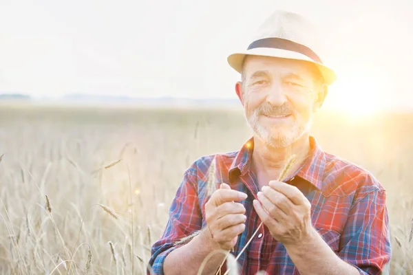 Senior Boer Die Tarwekorrels Het Veld Onderzoekt Met Gele Lensflare — Stockfoto