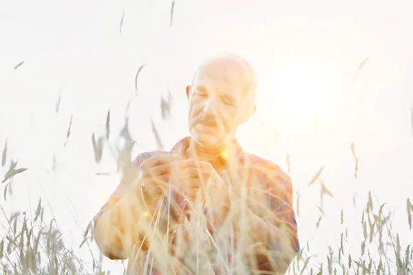 Senior Farmer Examining Wheat Grains Field Yellow Lens Flare Background — Stock Photo, Image