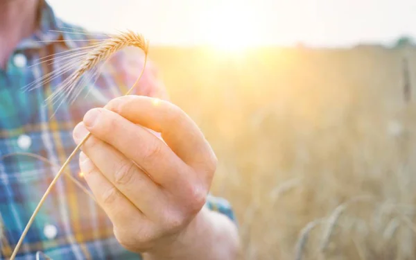 Mature Farmer Examining Wheat Grains Field Yellow Lens Flare Background — Stock Photo, Image