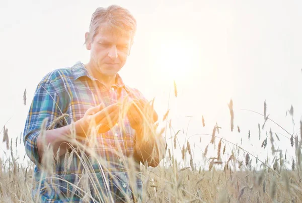 Mature Farmer Examining Wheat Grains Field Yellow Lens Flare Background — Stock Photo, Image