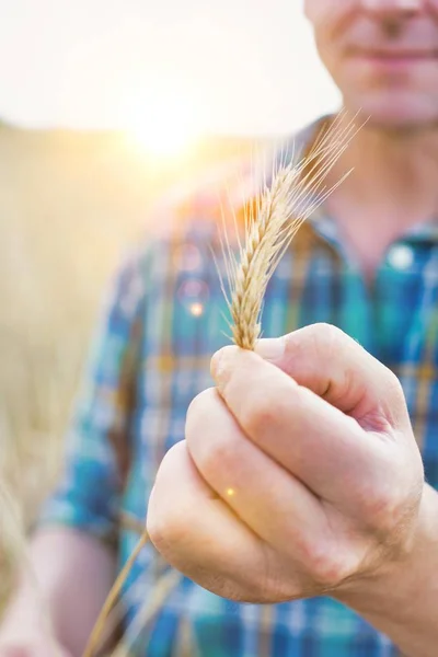 Agricoltore Maturo Che Esamina Chicchi Grano Campo Con Bagliore Lenti — Foto Stock