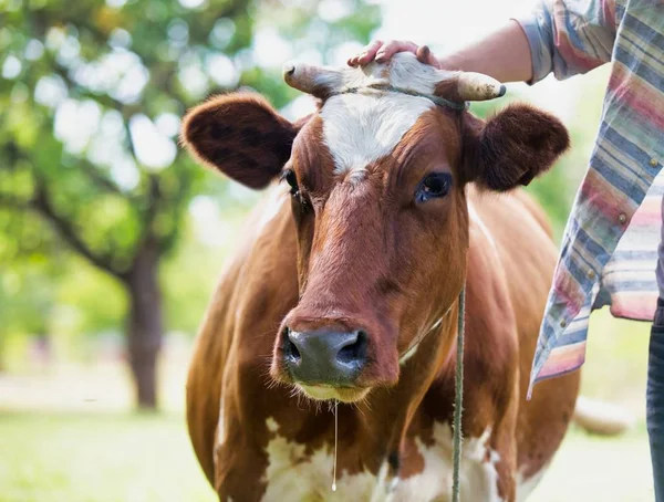 Smiling adult man standing near cow at farm