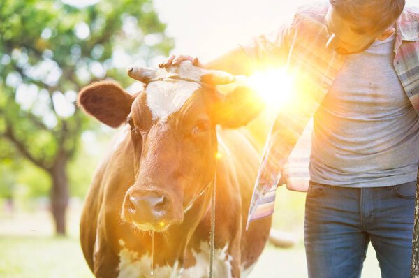 Smiling adult man standing near cow at farm