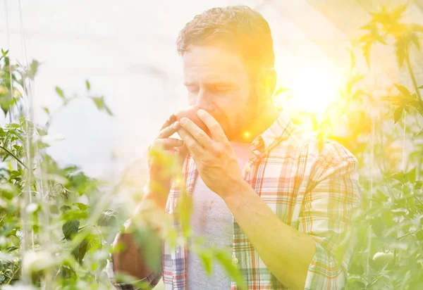 Adult Man Smelling Fresh Tomato Farm — Stockfoto