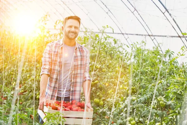 Agricultor Sorridente Carregando Tomates Caixa Fazenda — Fotografia de Stock