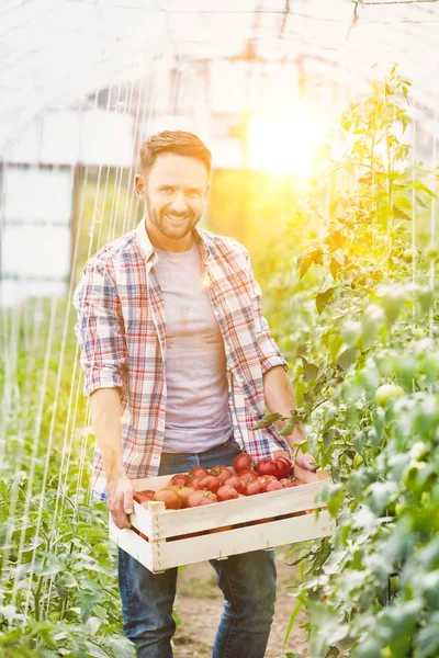 Uśmiechnięty Rolnik Przewożący Pomidory Skrzyni Farmie — Zdjęcie stockowe