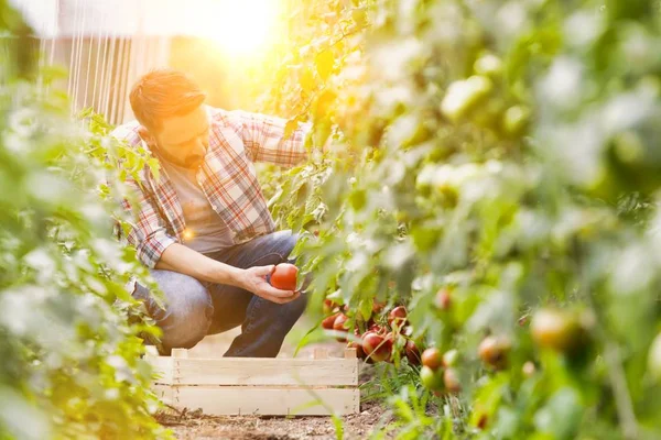 Mann Erntet Tomaten Auf Bauernhof — Stockfoto