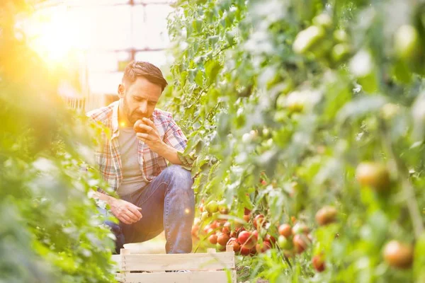 Volwassen Man Oogsten Tomaten Boerderij — Stockfoto