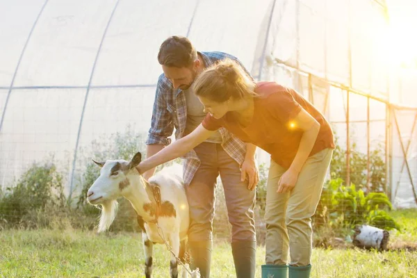 Couple Touching Goat Grass Trees Farm — Stok fotoğraf