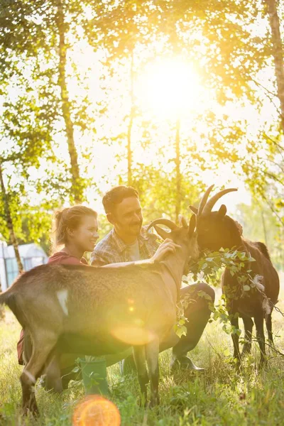 Pareja Tocando Cabras Hierba Contra Árboles Granja — Foto de Stock