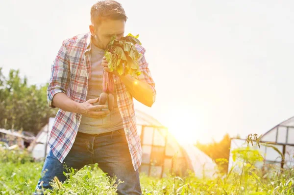 Adult Farmer Smelling Beetroots Greenhouse — Stock Photo, Image