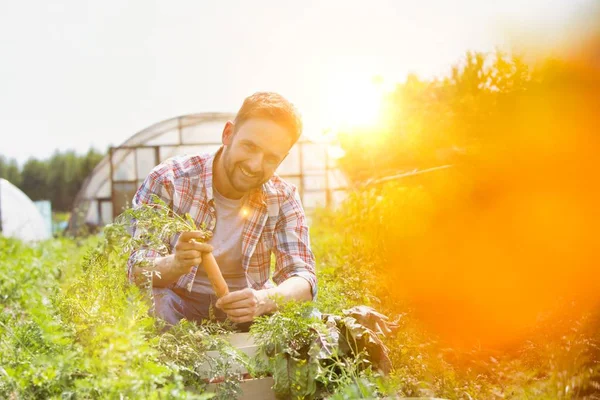 Porträt Eines Lächelnden Mannes Beim Karottenernten Auf Einem Bauernhof — Stockfoto