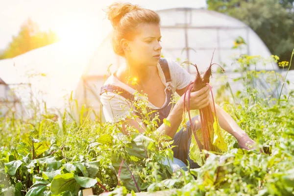 Adult Farmer Harvesting Beetroots Farm — ストック写真