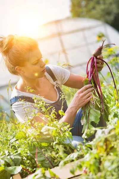 Volwassen Landbouwer Die Bieten Oogst Het Bedrijf — Stockfoto