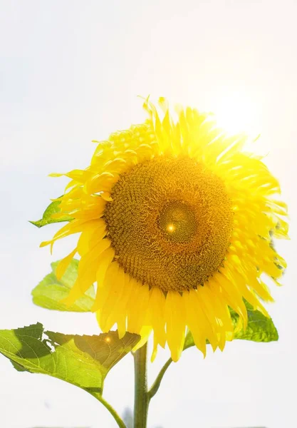 Girasol Contra Cielo — Foto de Stock