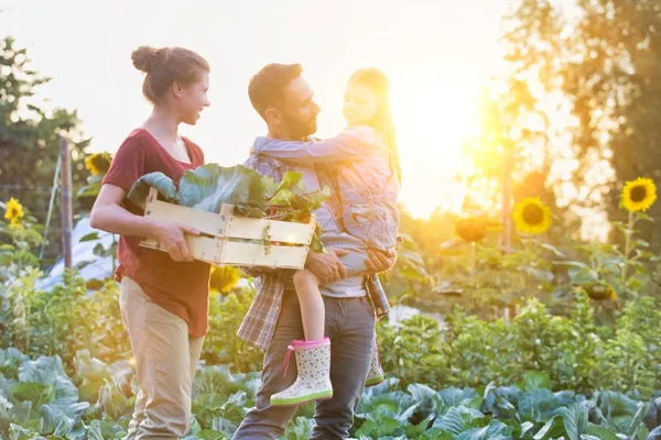 Uśmiechnięta Rodzina Warzywami Skrzyni Spacerując Kapbażach Farmie — Zdjęcie stockowe