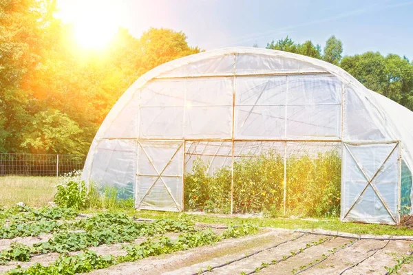 Växthus Med Odling Tomater Inne Gården — Stockfoto