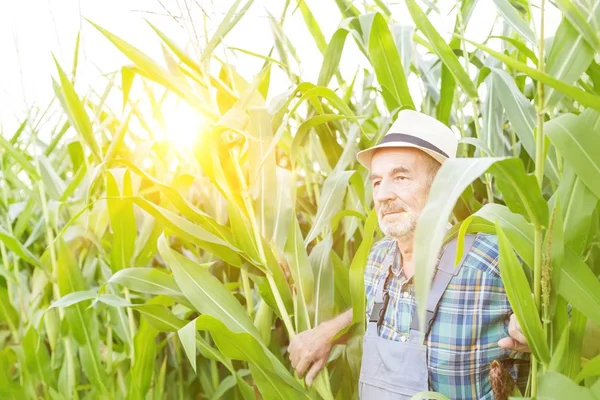 Senior Bonde Stående Majs Fält Med Gul Lins Fackling Bakgrunden — Stockfoto