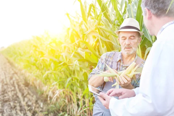 Senior Landwirt Zeigt Feldforschern Mais Auf Feld Mit Gelber Linse — Stockfoto