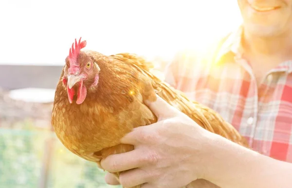 Granjero Sonriente Sosteniendo Gallina Granja — Foto de Stock